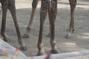 316-5563 San Diego Zoo - Giraffes